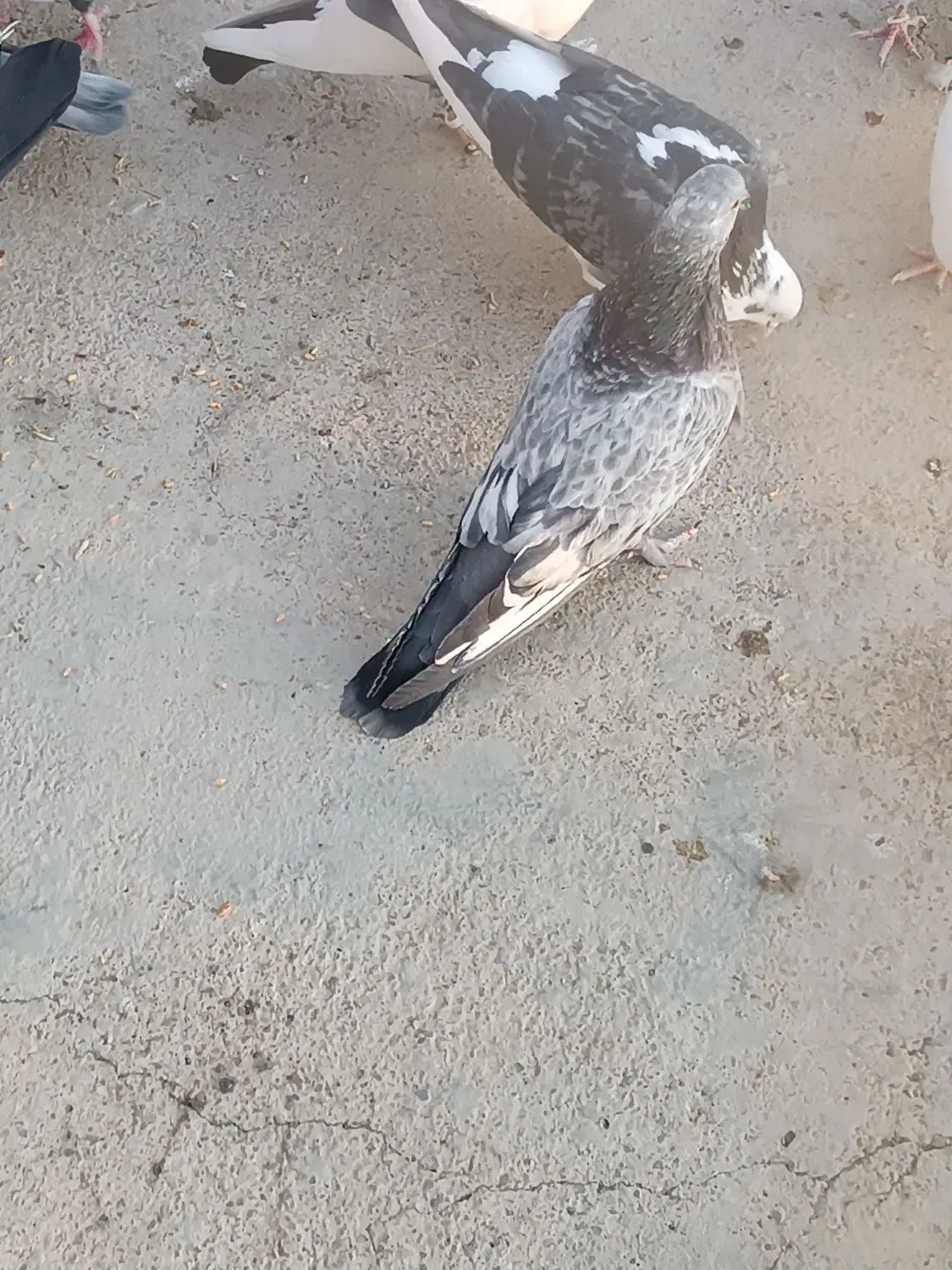 کبوتر پرشی|پرنده|گلپایگان, |دیوار