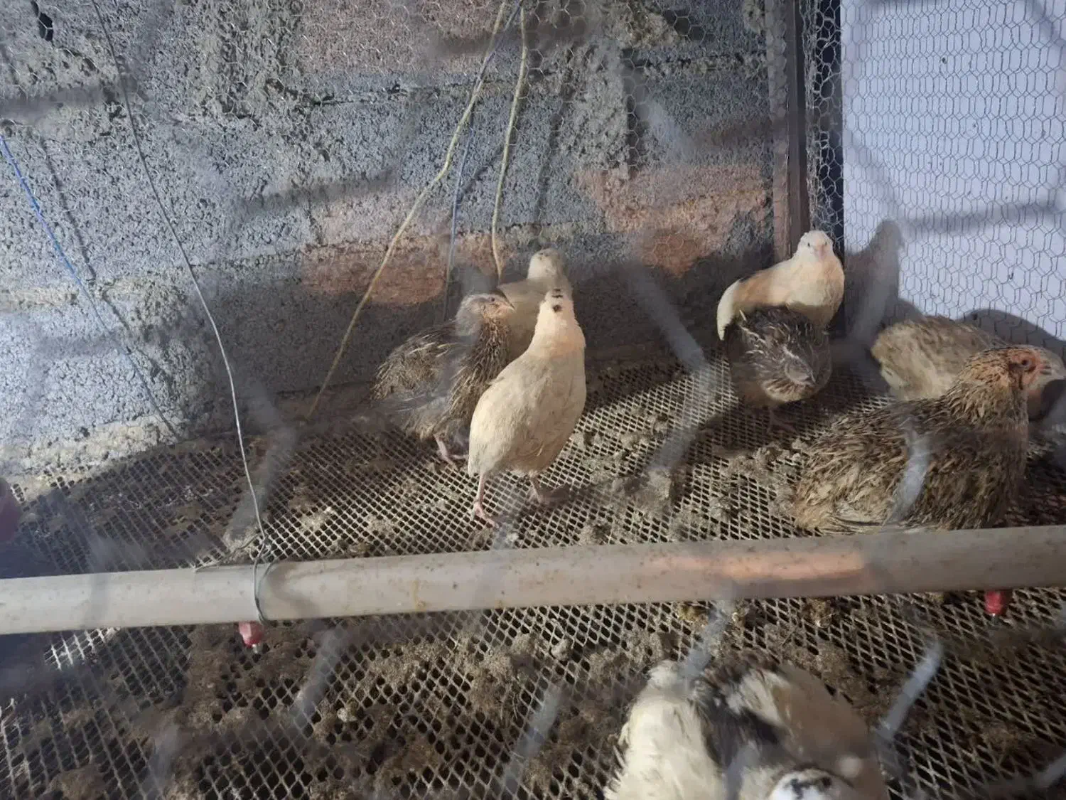 بلدرچین سفید|حیوانات مزرعه|بابل, |دیوار