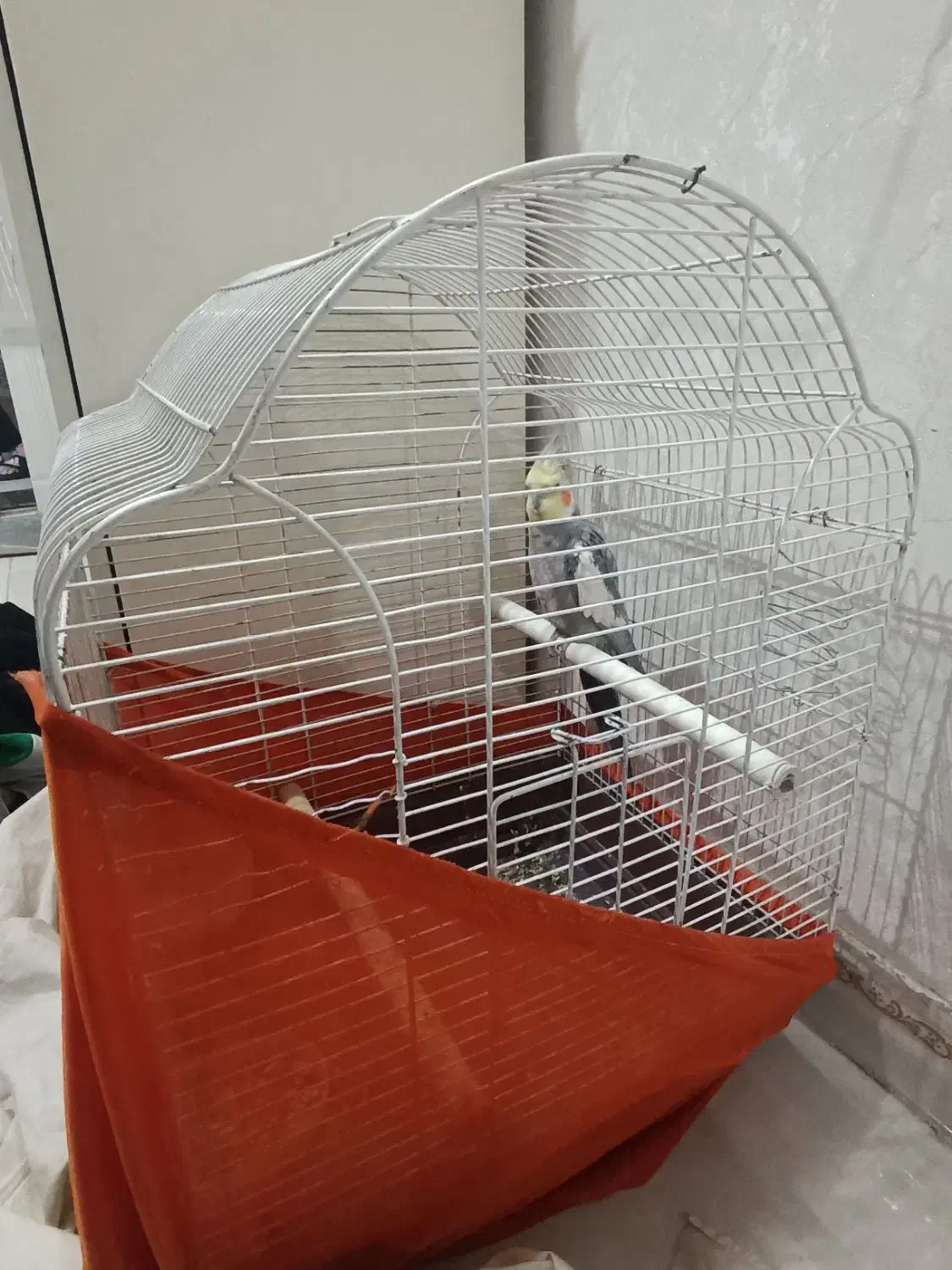 عروس هلندی سینامون نر با قفس|پرنده|تهران, مشیریه|دیوار