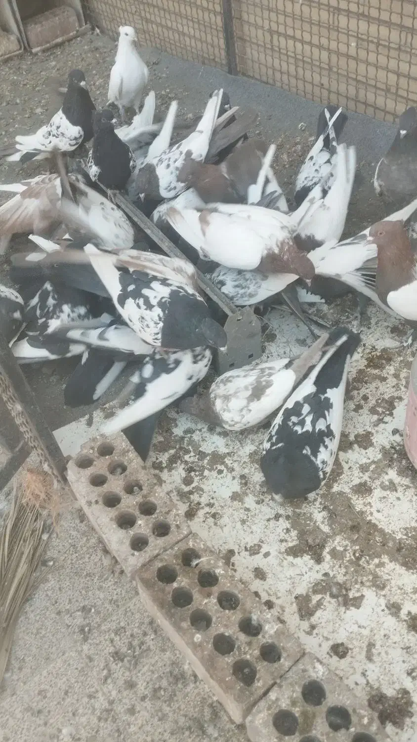 کبوتر سینه|پرنده|کهریزک, |دیوار