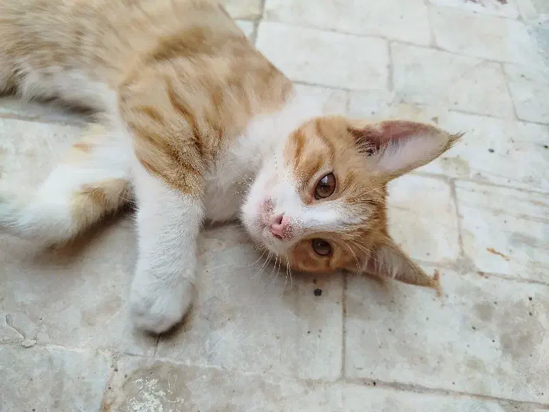 واگذاری ۴ بچه گربه (باهم)|گربه|میبد, |دیوار