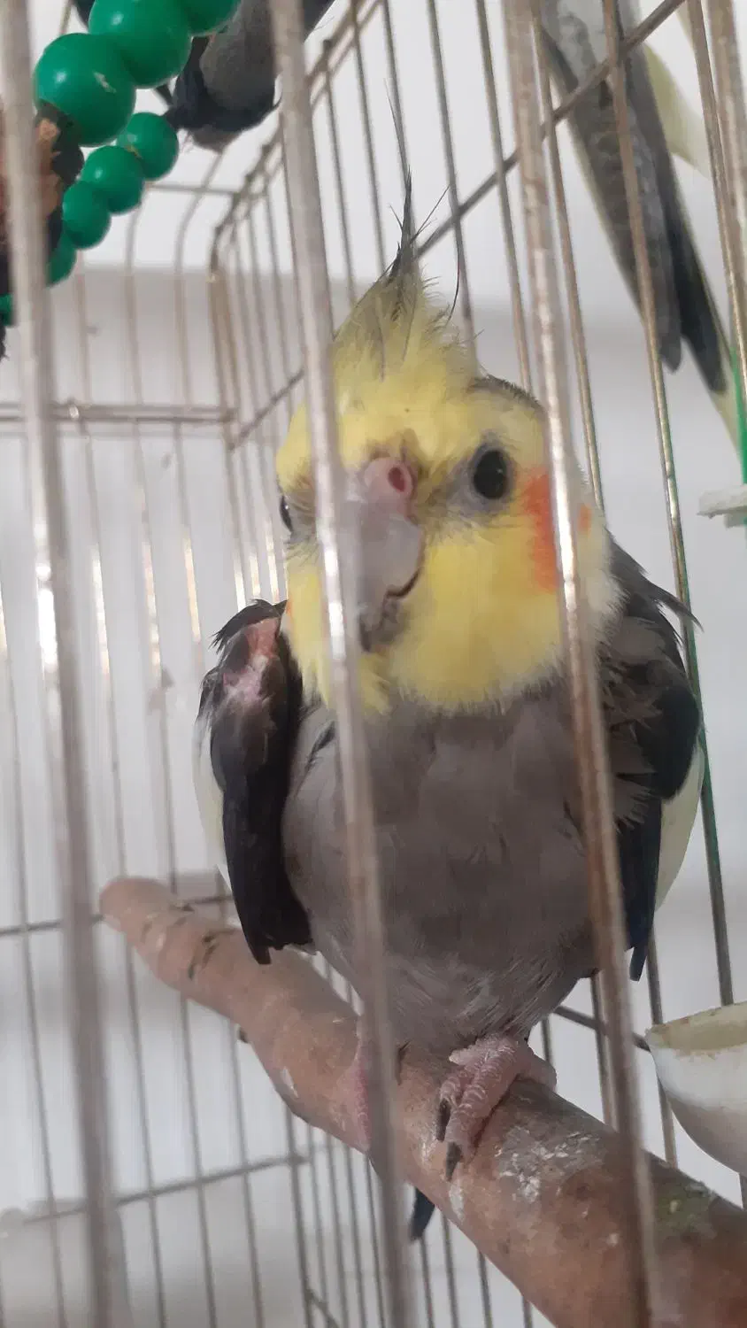 عروس پیدا شده|پرنده|صومعه‌سرا, |دیوار