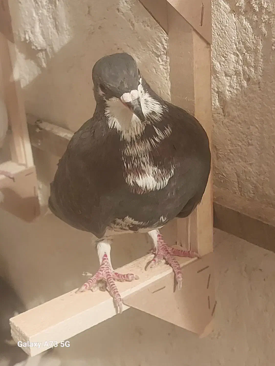 کفتر شهری سیاه|پرنده|مرودشت, استادیوم|دیوار