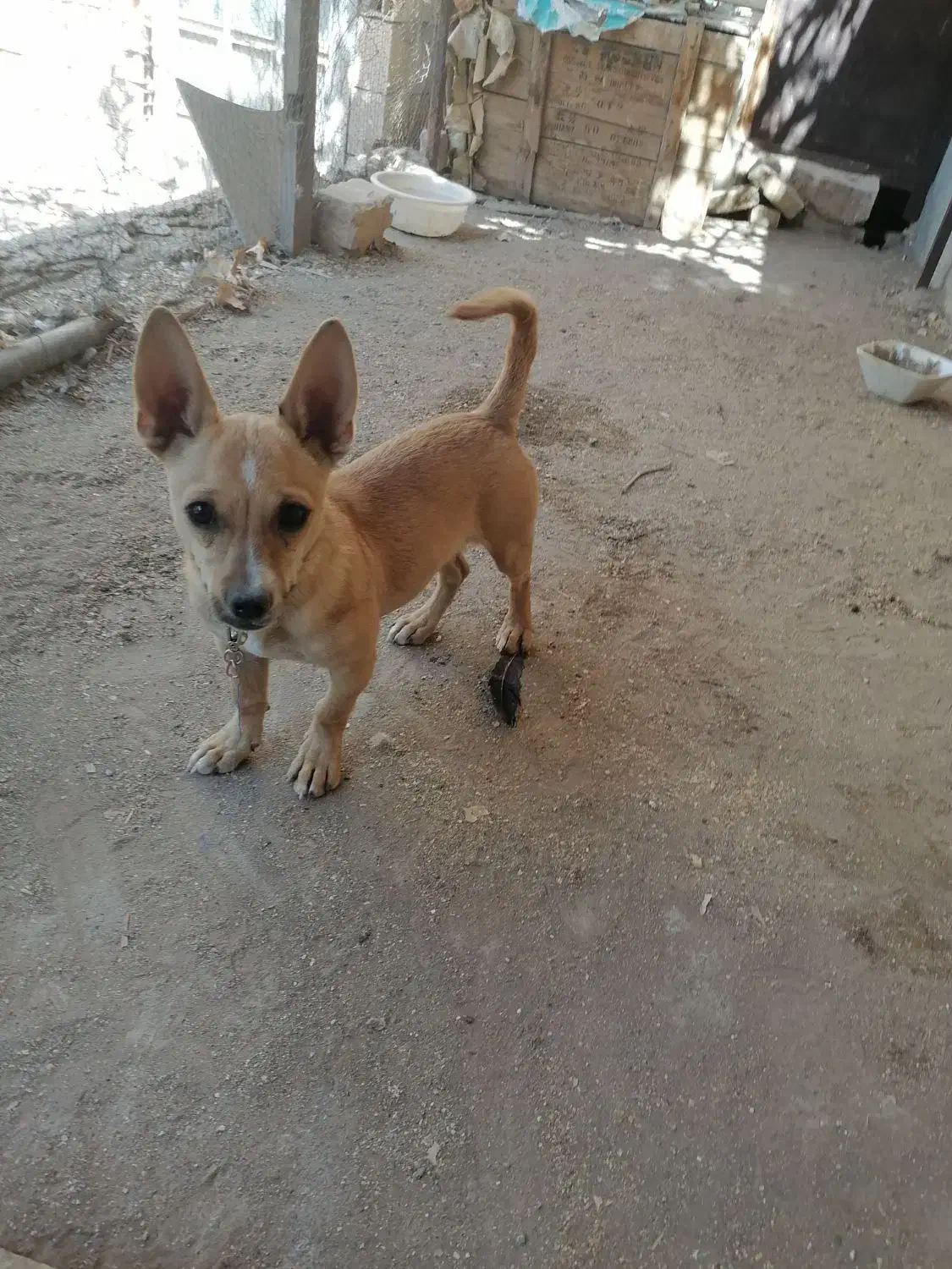 شیهوا|سگ|رفسنجان, |دیوار