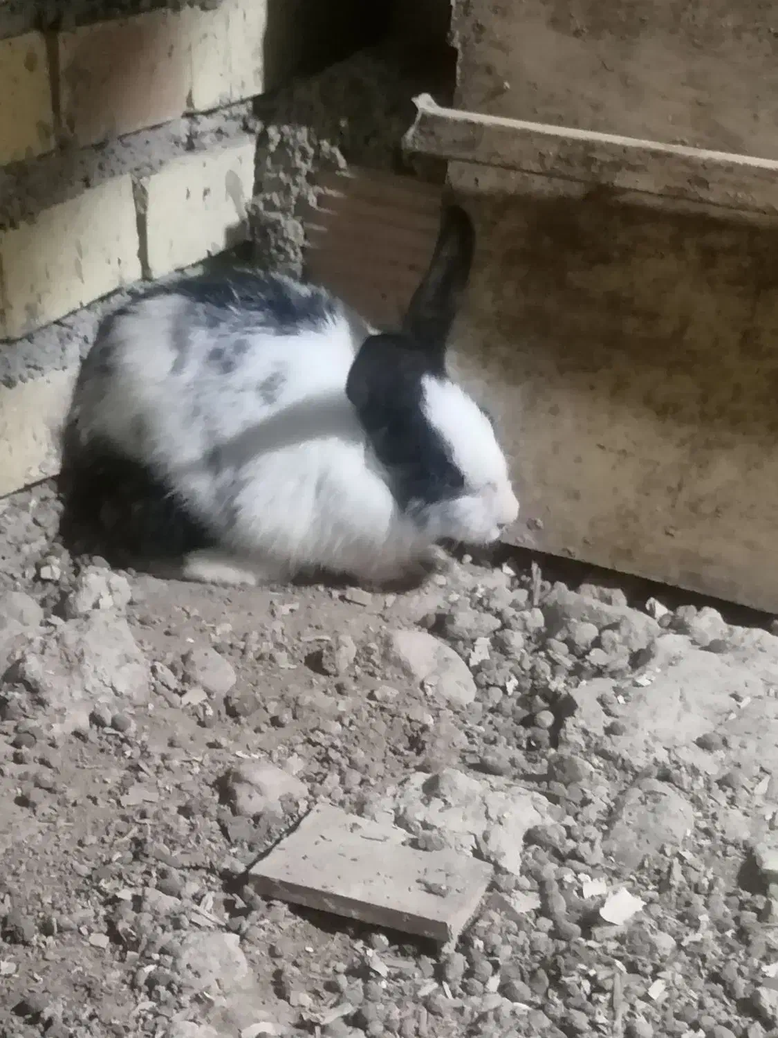 خرگوش|موش و خرگوش|گرگان, |دیوار