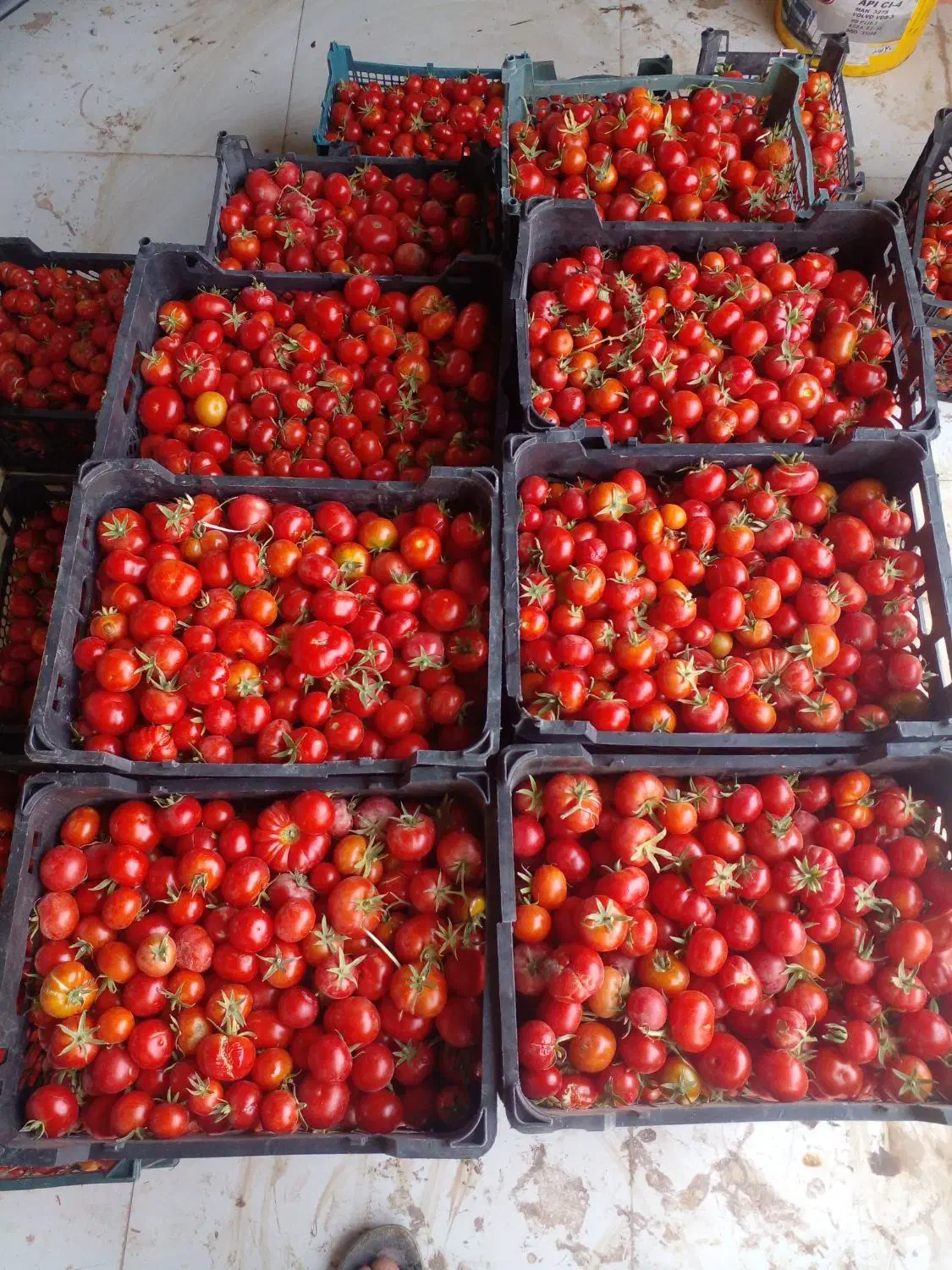 گوجه خشک محلی|خوردنی و آشامیدنی|گزیک, |دیوار