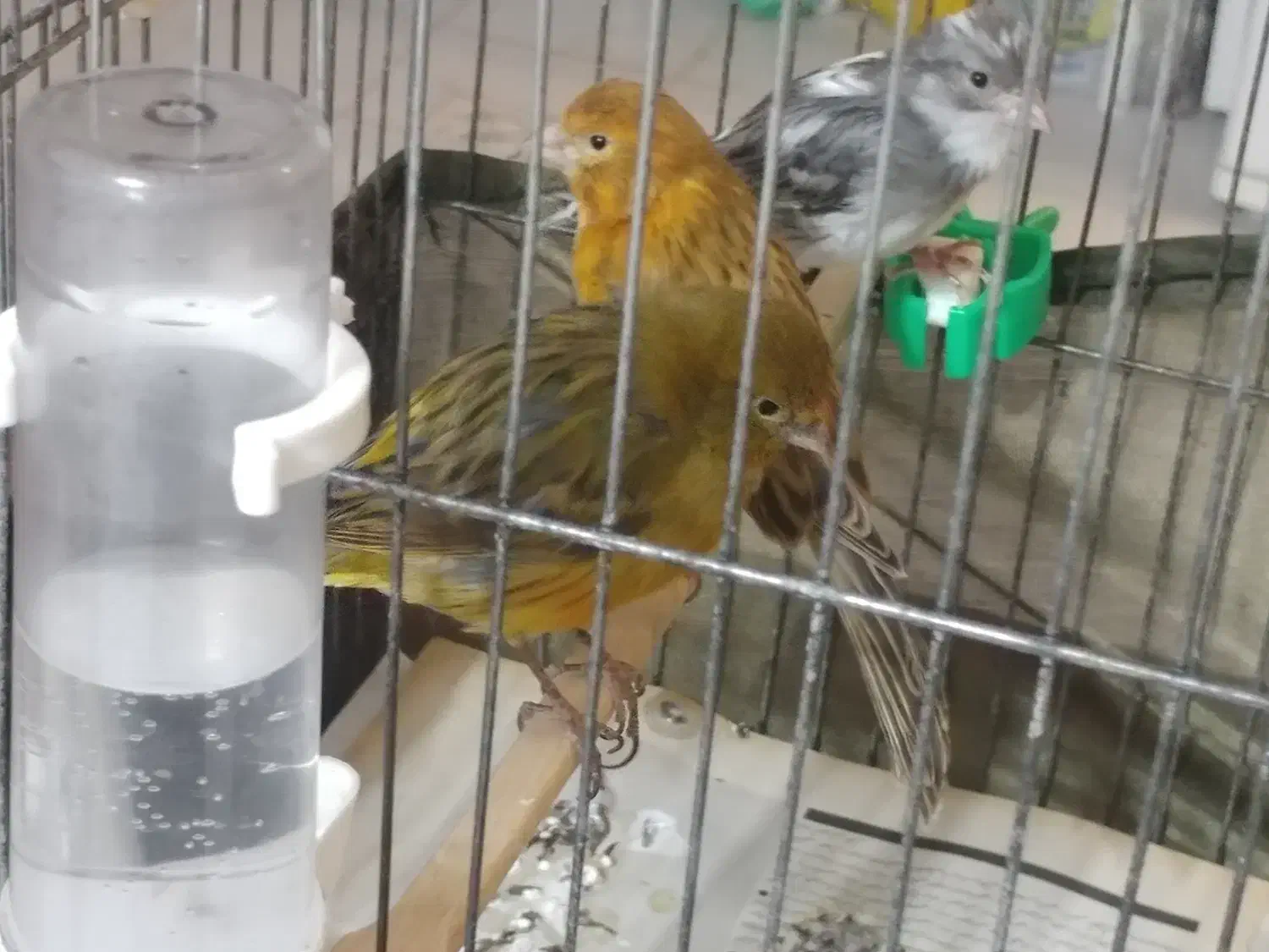 قناری ماده|پرنده|ایلام, |دیوار