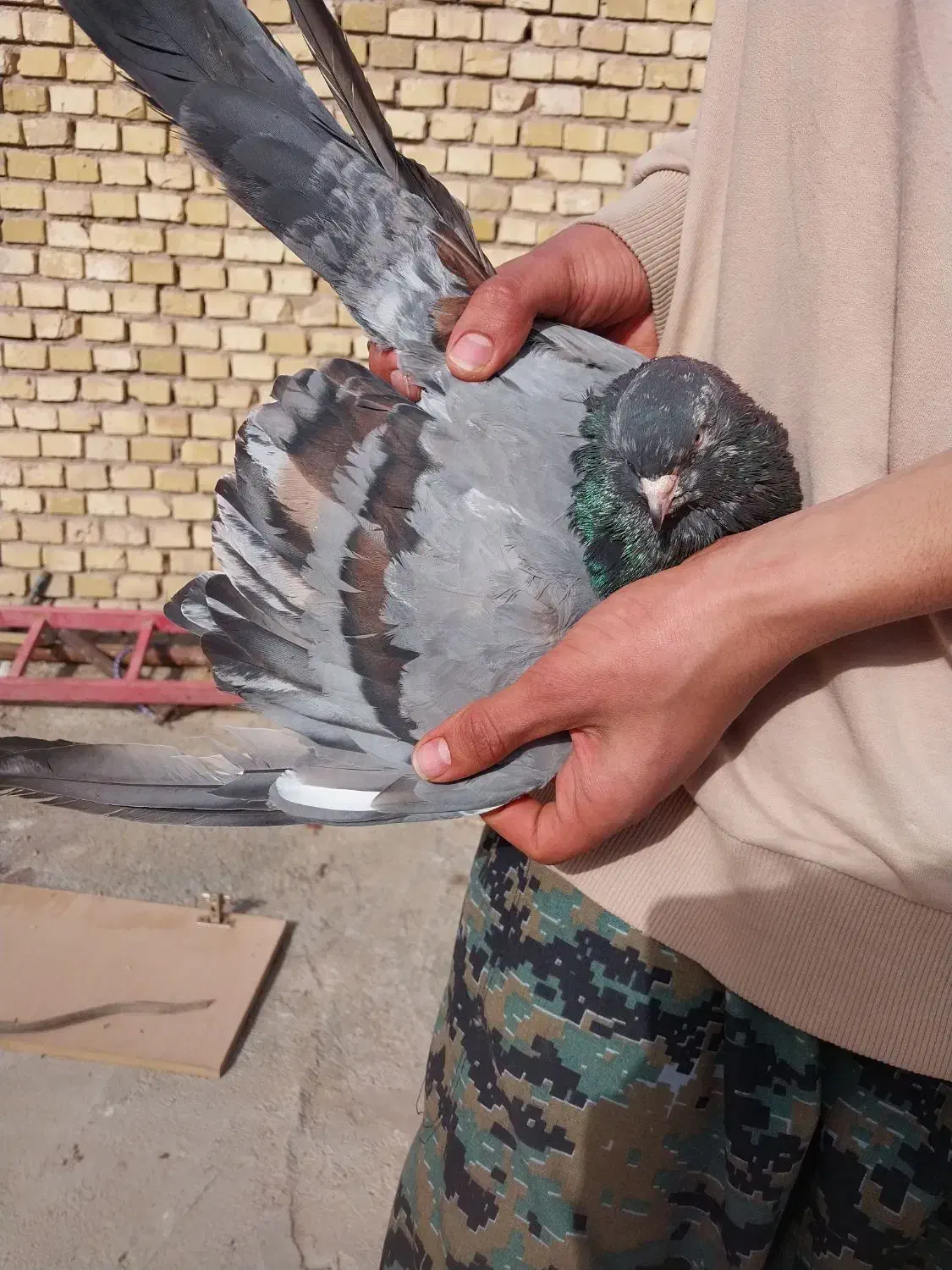 سرور بلند|لوازم جانبی حیوانات|یزد, |دیوار