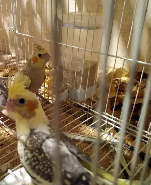 عروس هلندی حراج|پرنده|فردوس (خراسان), |دیوار