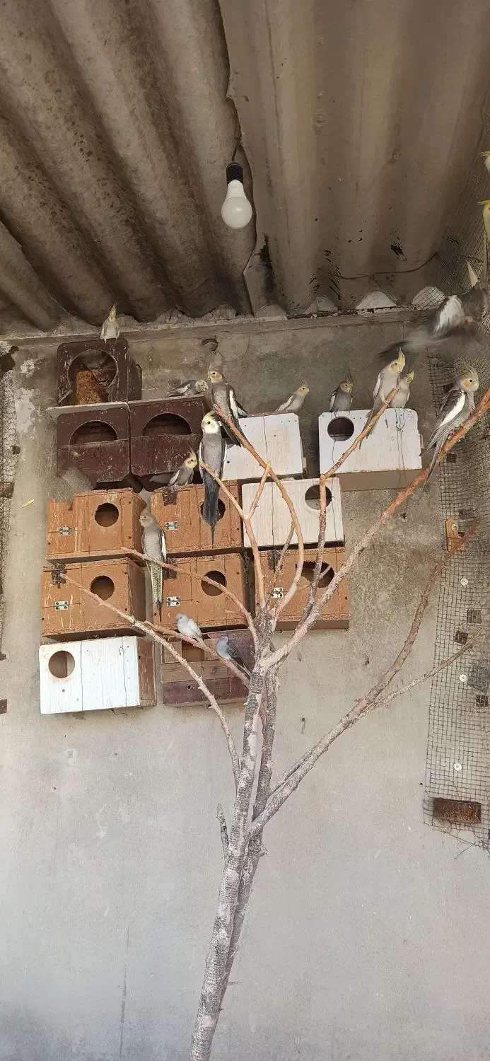 عروس هلندی|پرنده|کازرون, |دیوار