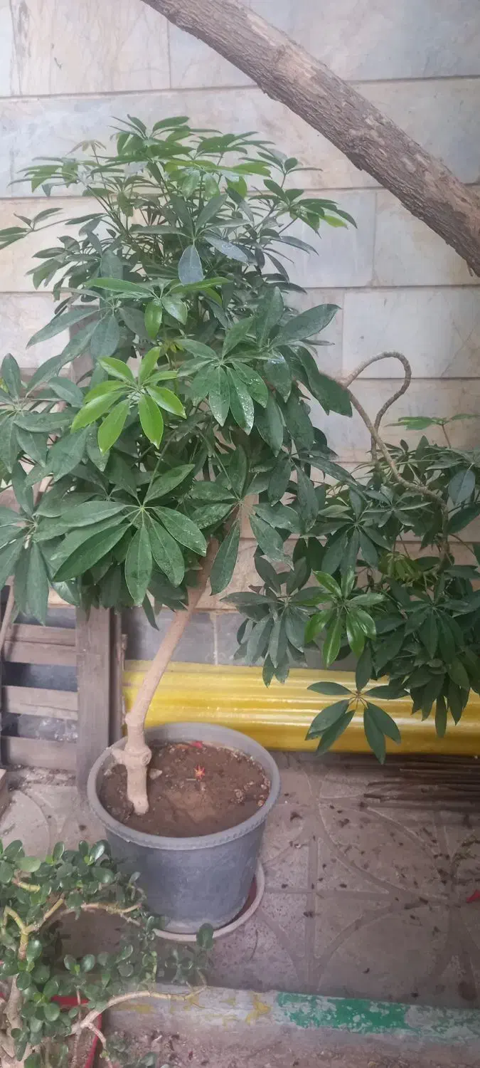 دو عدد گل شفلرا|گل و گیاه طبیعی|هشتگرد, شهرک بعثت|دیوار