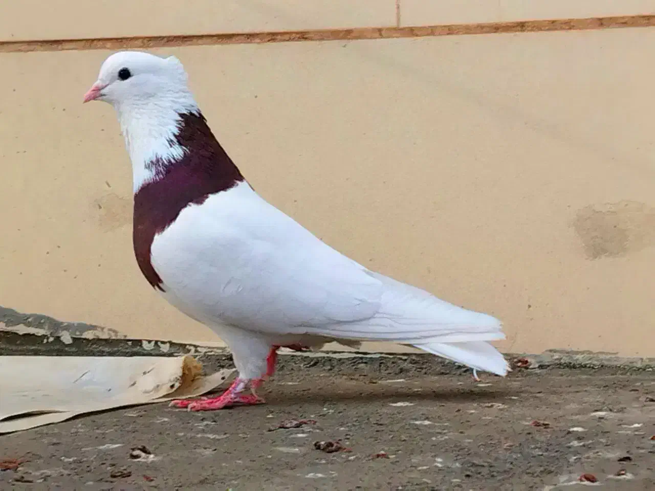 توقی سینه ای،اصفهانی ،ابلغ سبز زیبا|پرنده|مهریز, |دیوار