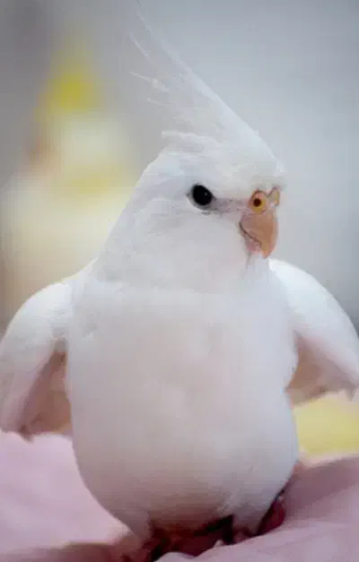 معاوضه نر البینو با لوتینو|پرنده|شیراز, شهرک استقلال|دیوار