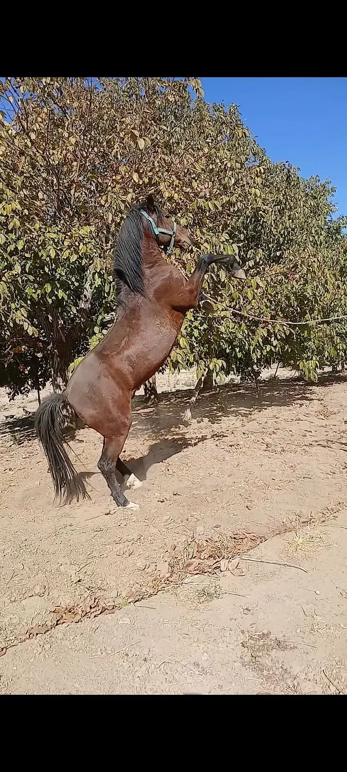 اسب کرد مخصوص سواری|اسب و تجهیزات اسبسواری|همدان, |دیوار