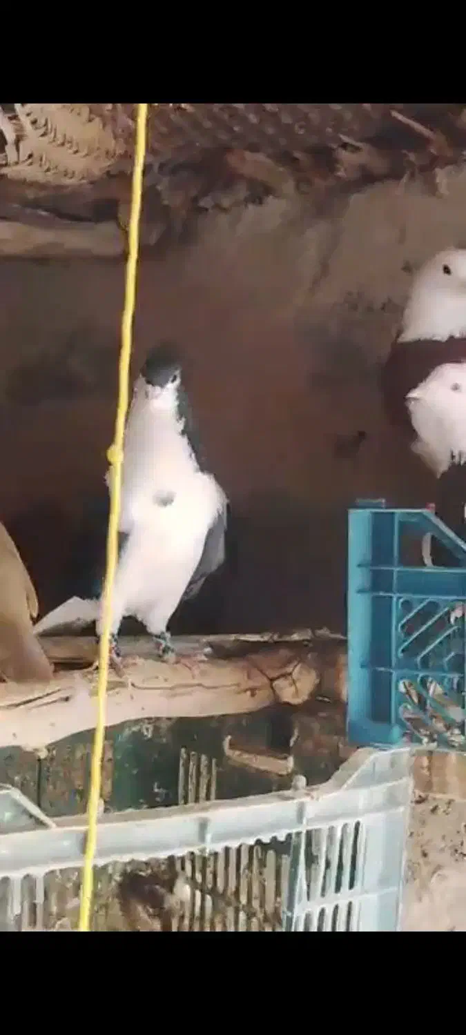 کفتر|پرنده|سراوان, |دیوار