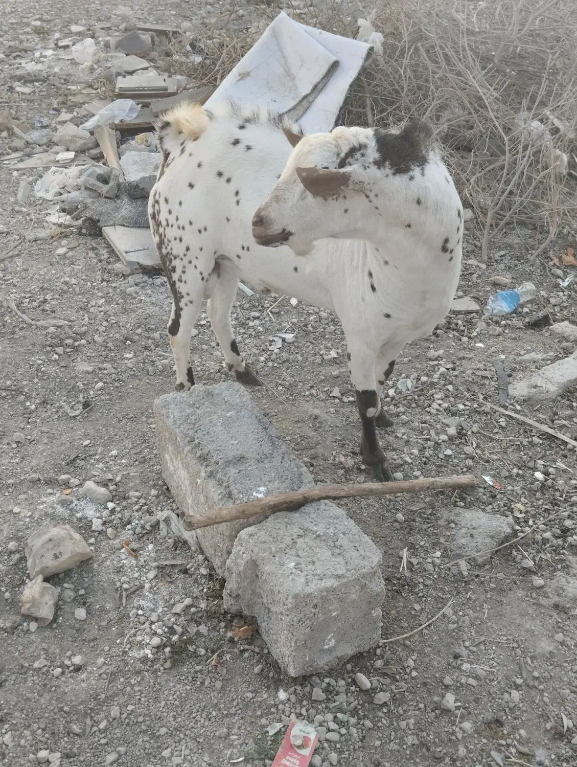 پازن صلاله|حیوانات مزرعه|جم, |دیوار