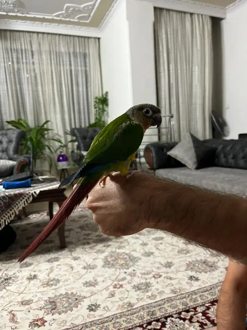 طوطی گیرینچیک دستی|پرنده|اصفهان, کوی ولی عصر|دیوار