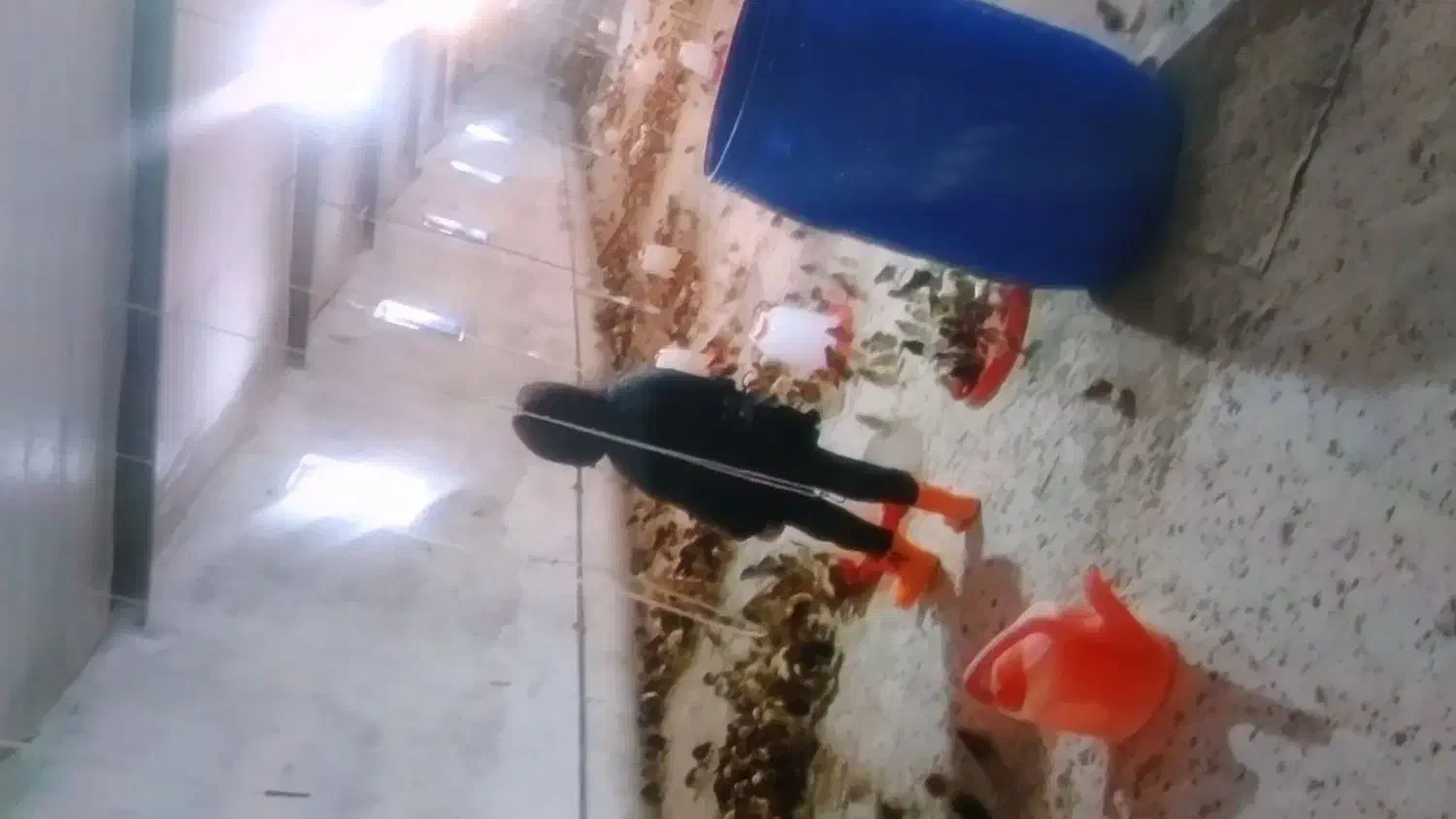 فروش ۵۰۰۰ متری|فروش دفتر صنعتی، کشاورزی، تجاری|مشگین شهر, |دیوار