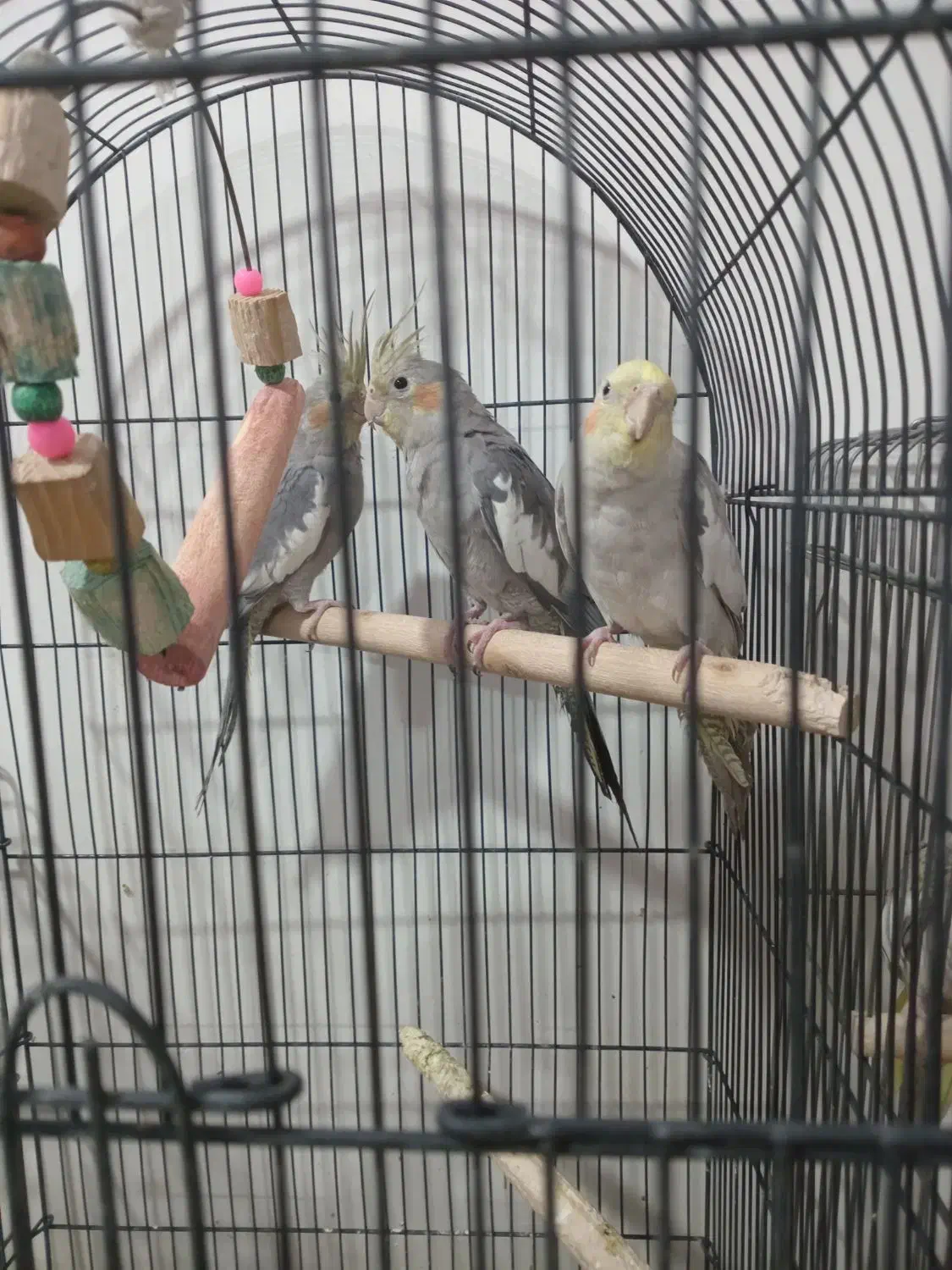 عروس هلندی خونگی دستی شده|پرنده|تهران, هفده شهریور|دیوار