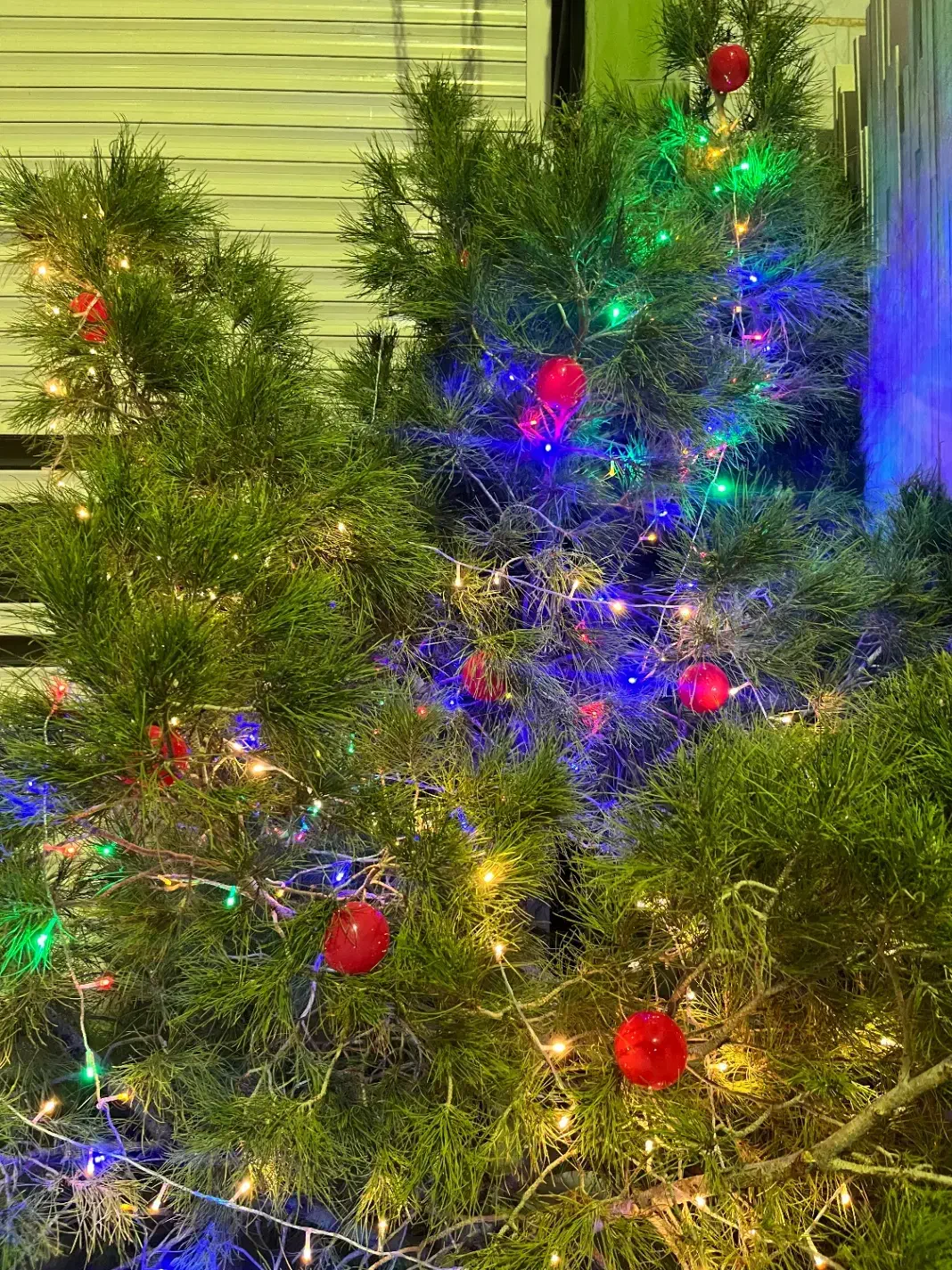 درخت کریسمس طبیعی|صنایع دستی و سایر لوازم تزئینی|تهران, زعفرانیه|دیوار