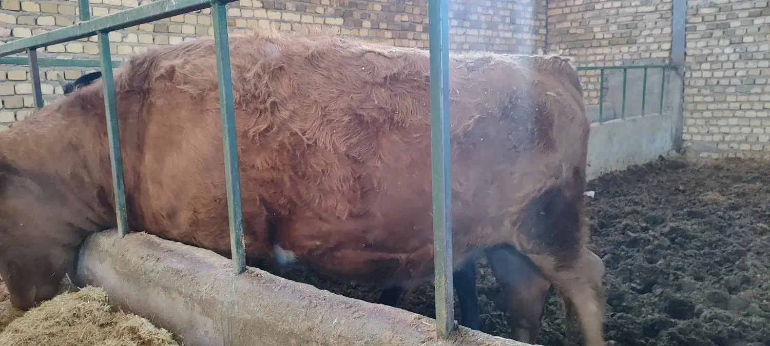 گوساله سیمینتال ماده پرواری|حیوانات مزرعه|شیروان (لرستان), |دیوار