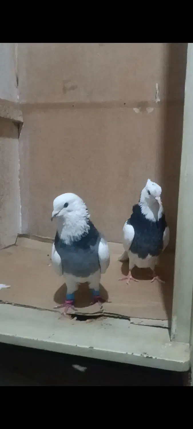 جفت طوقی|حیوانات|اندیمشک, |دیوار