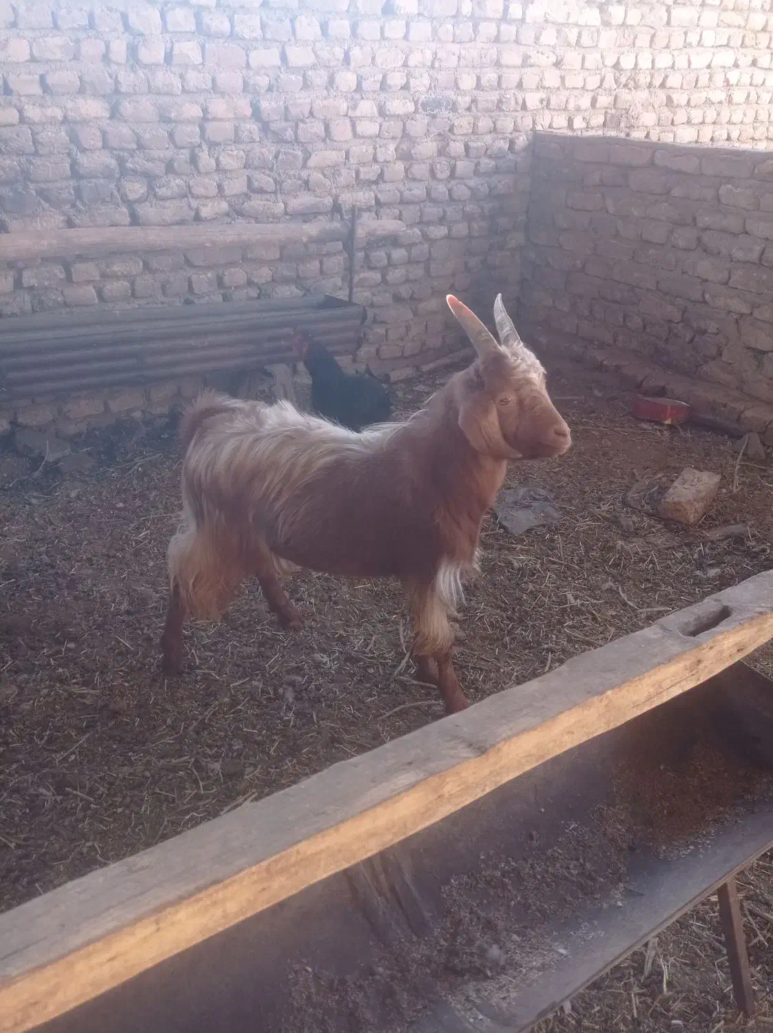 بزغاله نر 7ماهه به شرط سالمی|حیوانات مزرعه|فریمان, |دیوار