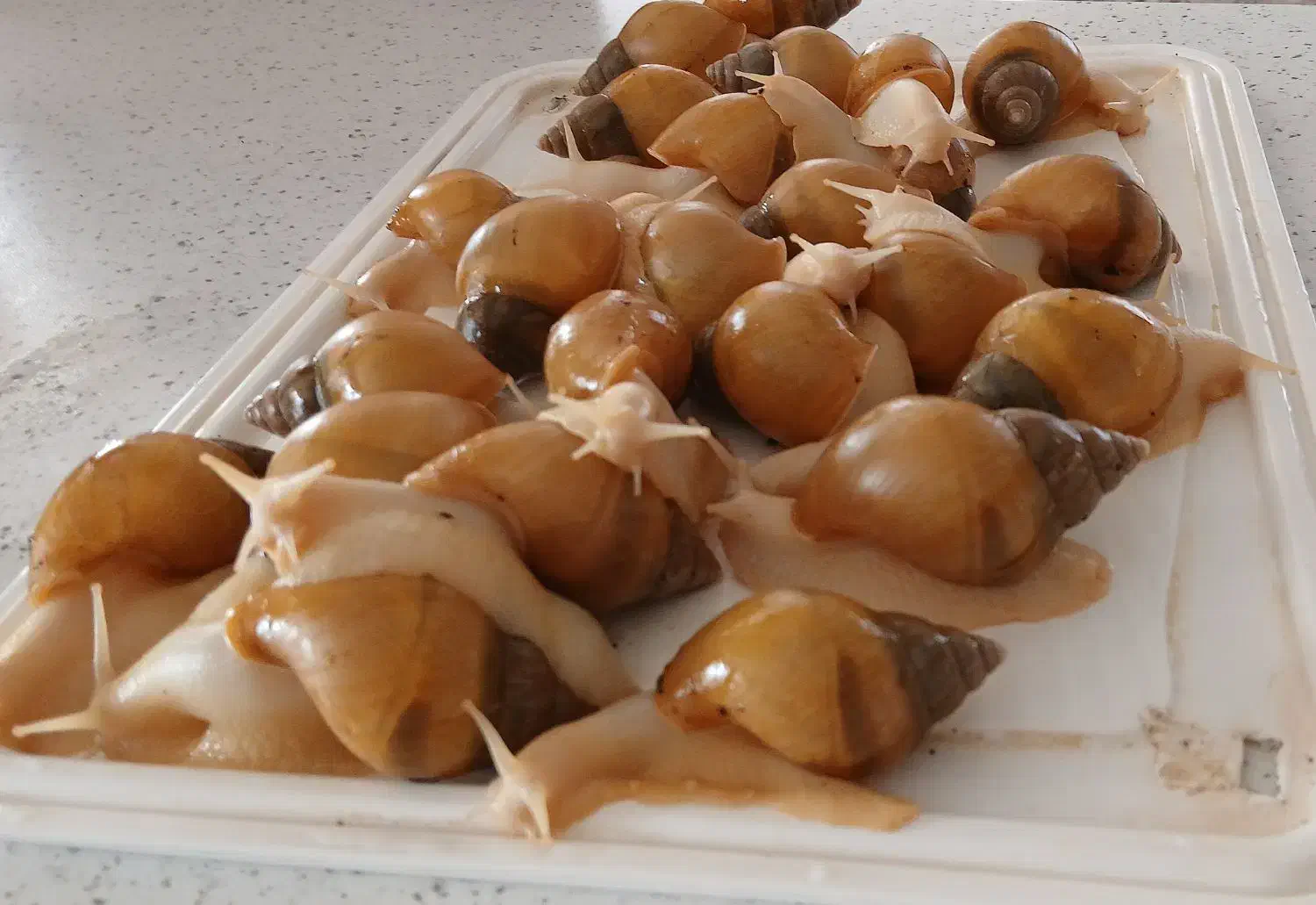 حلزون آچانیتا آلینو|خزنده|تهران, بهمن یار|دیوار