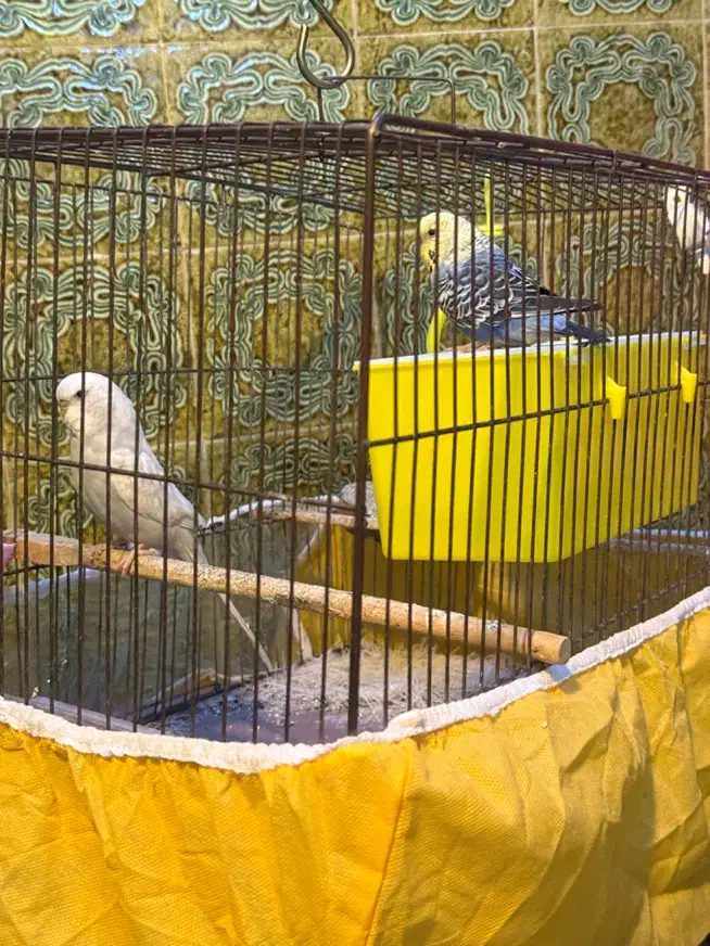 مرغ عشق انگلیسی|پرنده|یزد, |دیوار