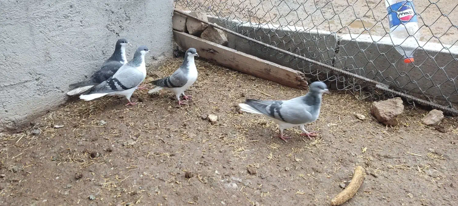 بدرنگ|پرنده|بوئین زهرا, |دیوار