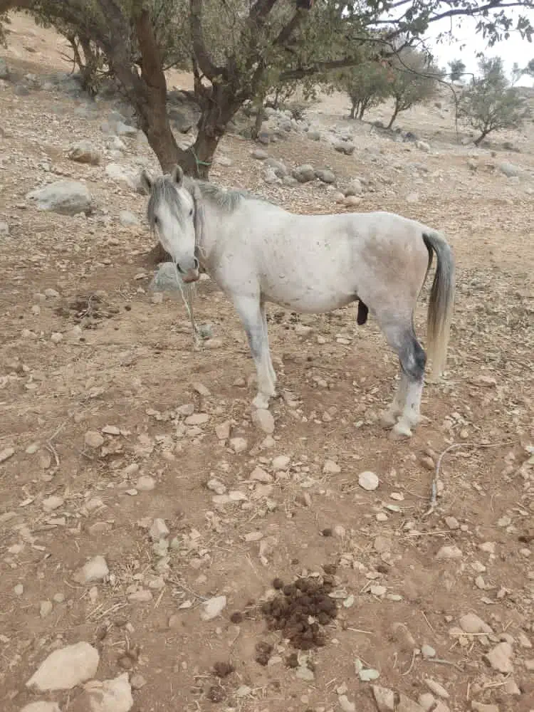 اسب نر دره شور|اسب و تجهیزات اسب‌سواری|لنده, |دیوار