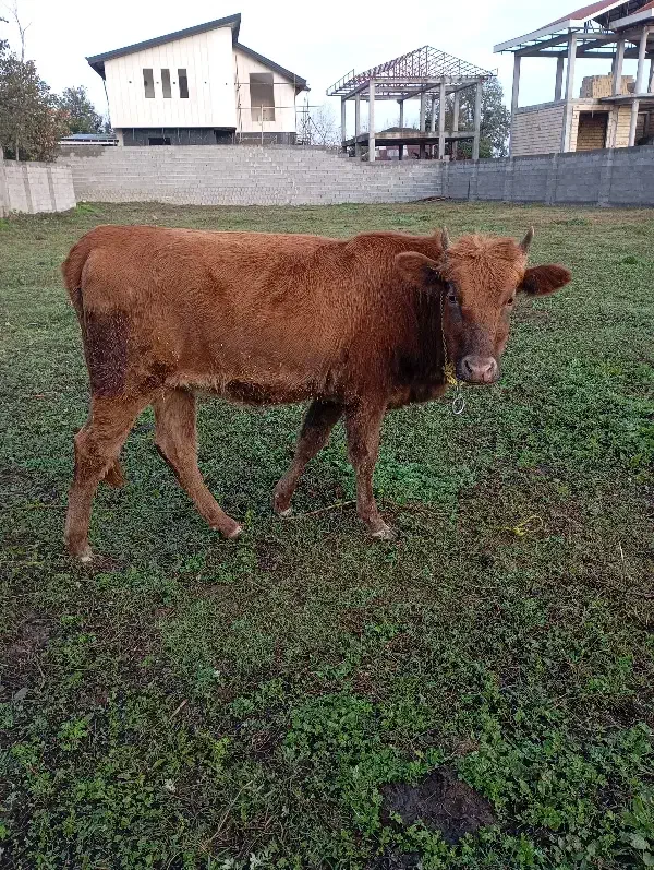 لیشه دستور پابلند یک ماه تخم خورده|حیوانات مزرعه|فومن, |دیوار