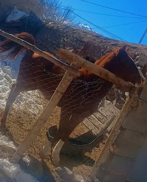 اسب عرب|اسب و تجهیزات اسب‌سواری|کرمان, |دیوار