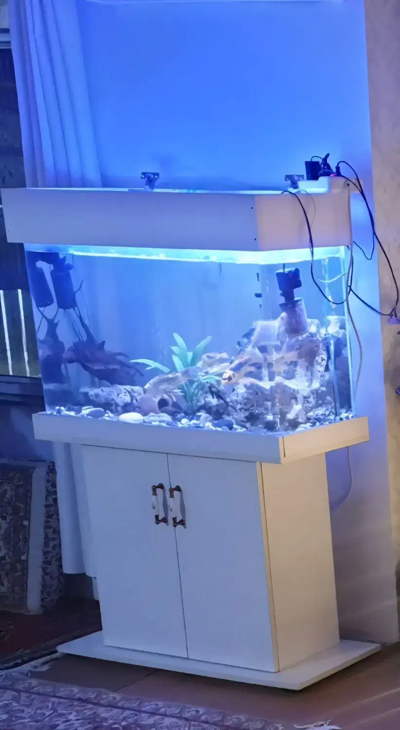 آکواریوم|ماهی|سنندج, |دیوار