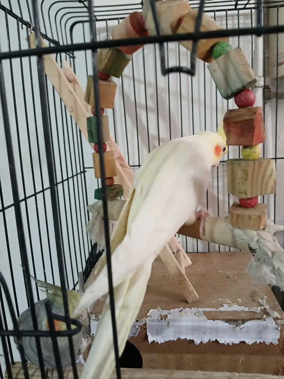 عروس هلندی ماده معاوضه با نر|پرنده|شهریار, دهشاد بالا|دیوار