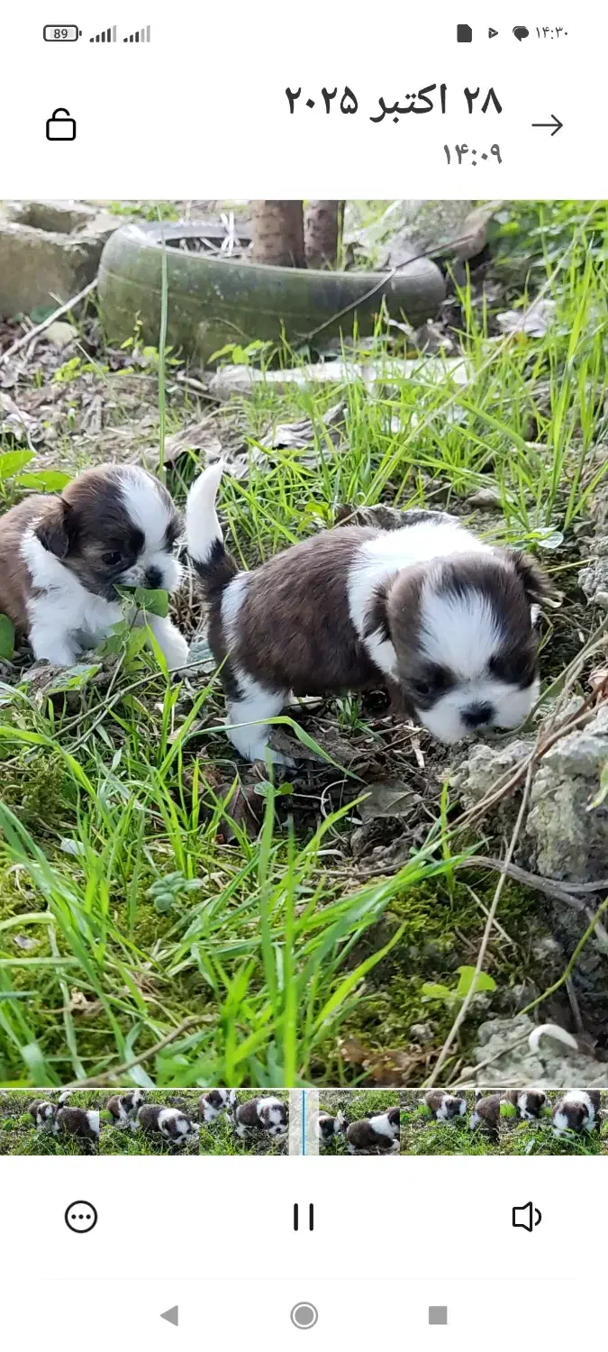 خوشگلهای سوپر فلت|سگ|رشت, پسیخان|دیوار