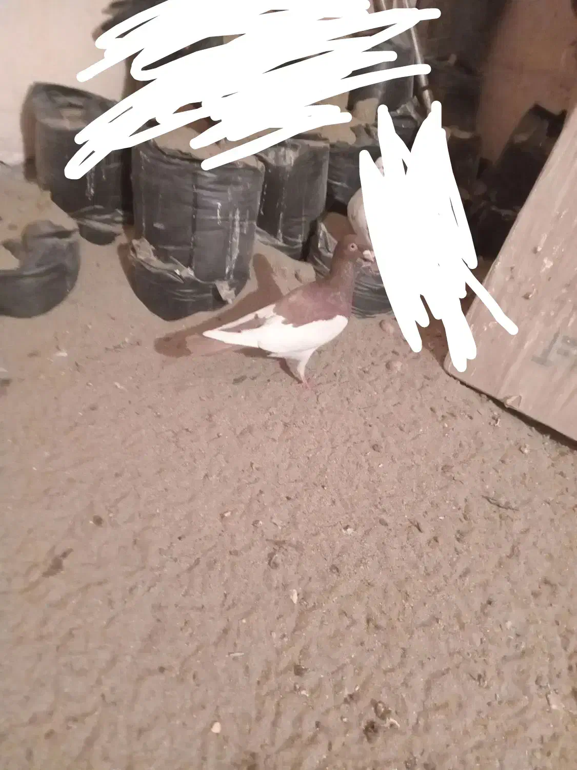 یهودی|پرنده|میاندوآب, |دیوار