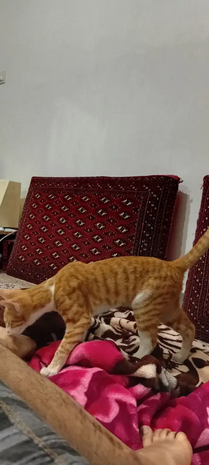 گربه نر۶ماهه زردخونگی|گربه|گالیکش, |دیوار