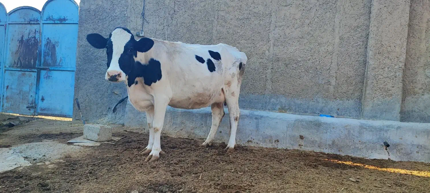 با سلام فروش یک راس گاو هلشتاین جنس خوب|حیوانات مزرعه|کامفیروز, |دیوار