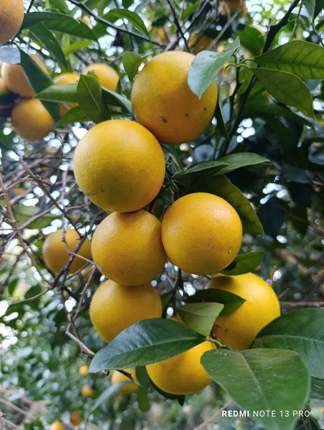 پرتغال سر درختی|عمدهفروشی|چابکسر, |دیوار