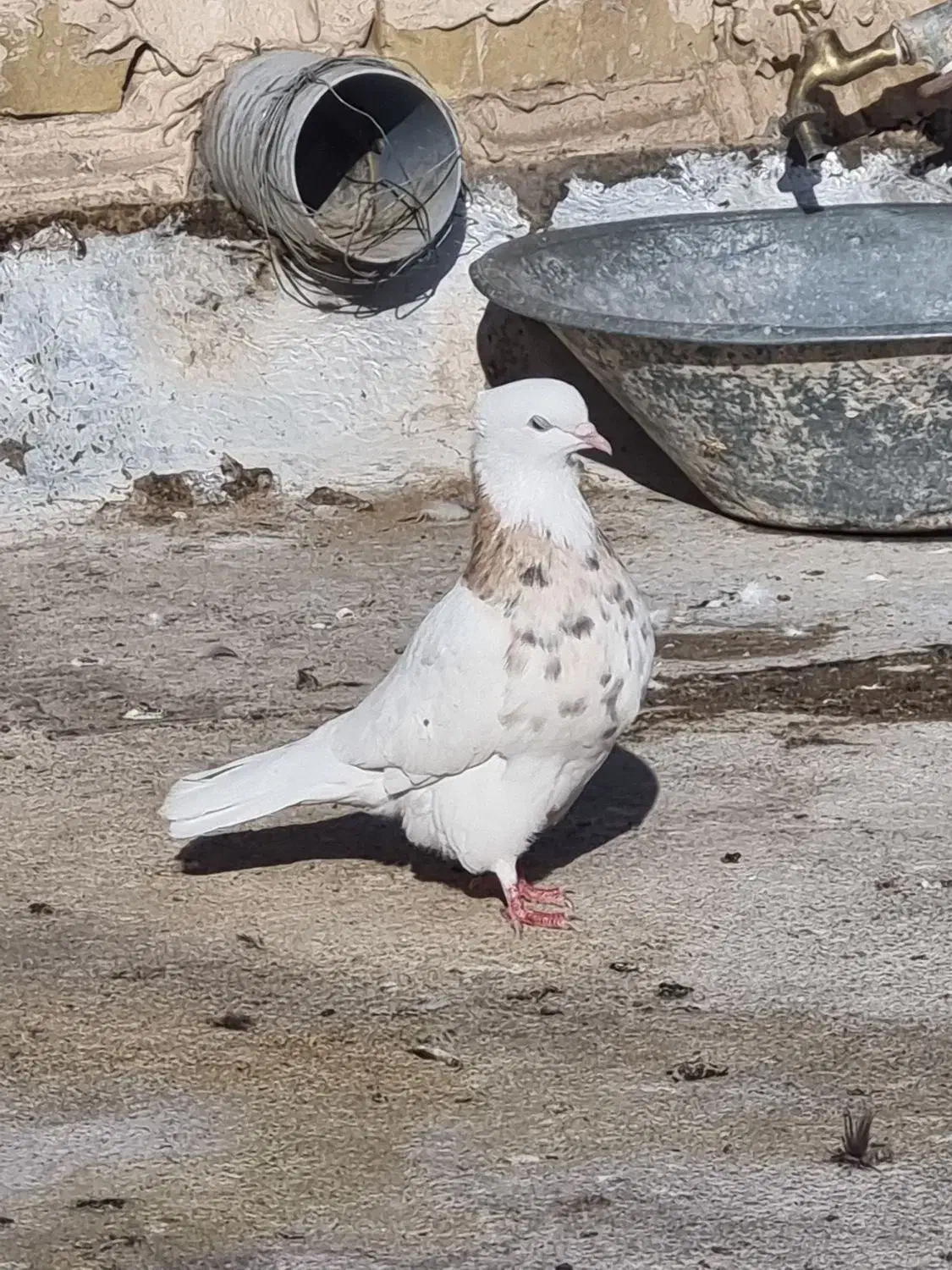 کفتر پرشی|پرنده|تایباد, |دیوار