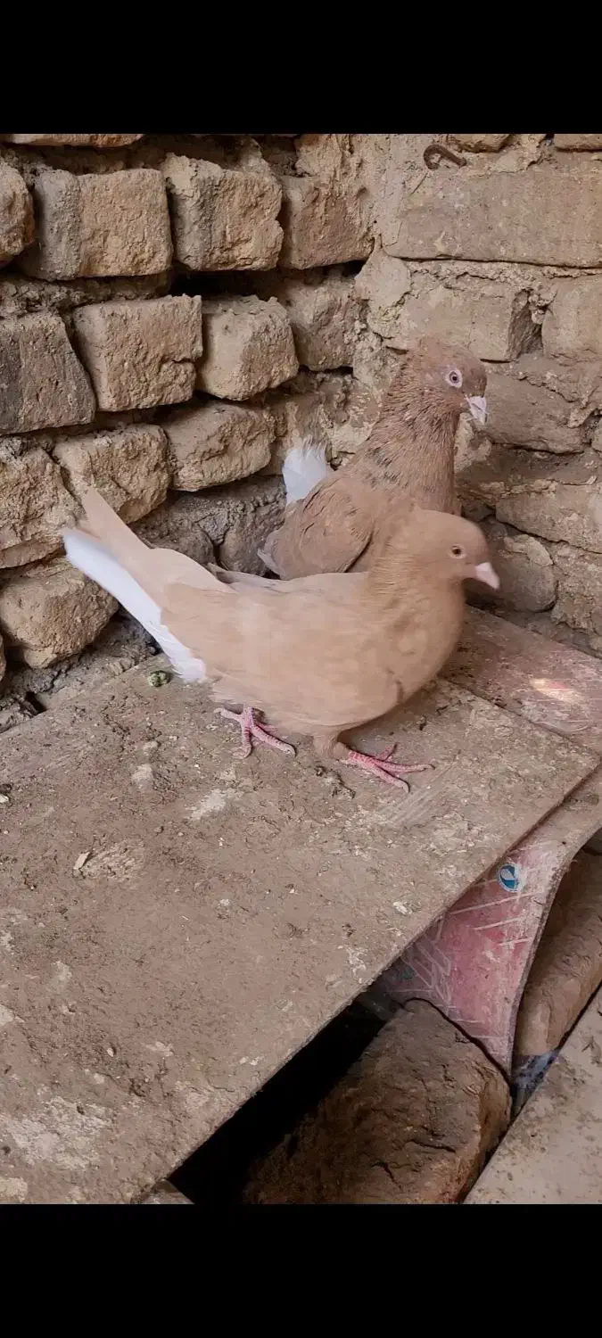 کبوتر دم سفید|پرنده|خلیل آباد, |دیوار