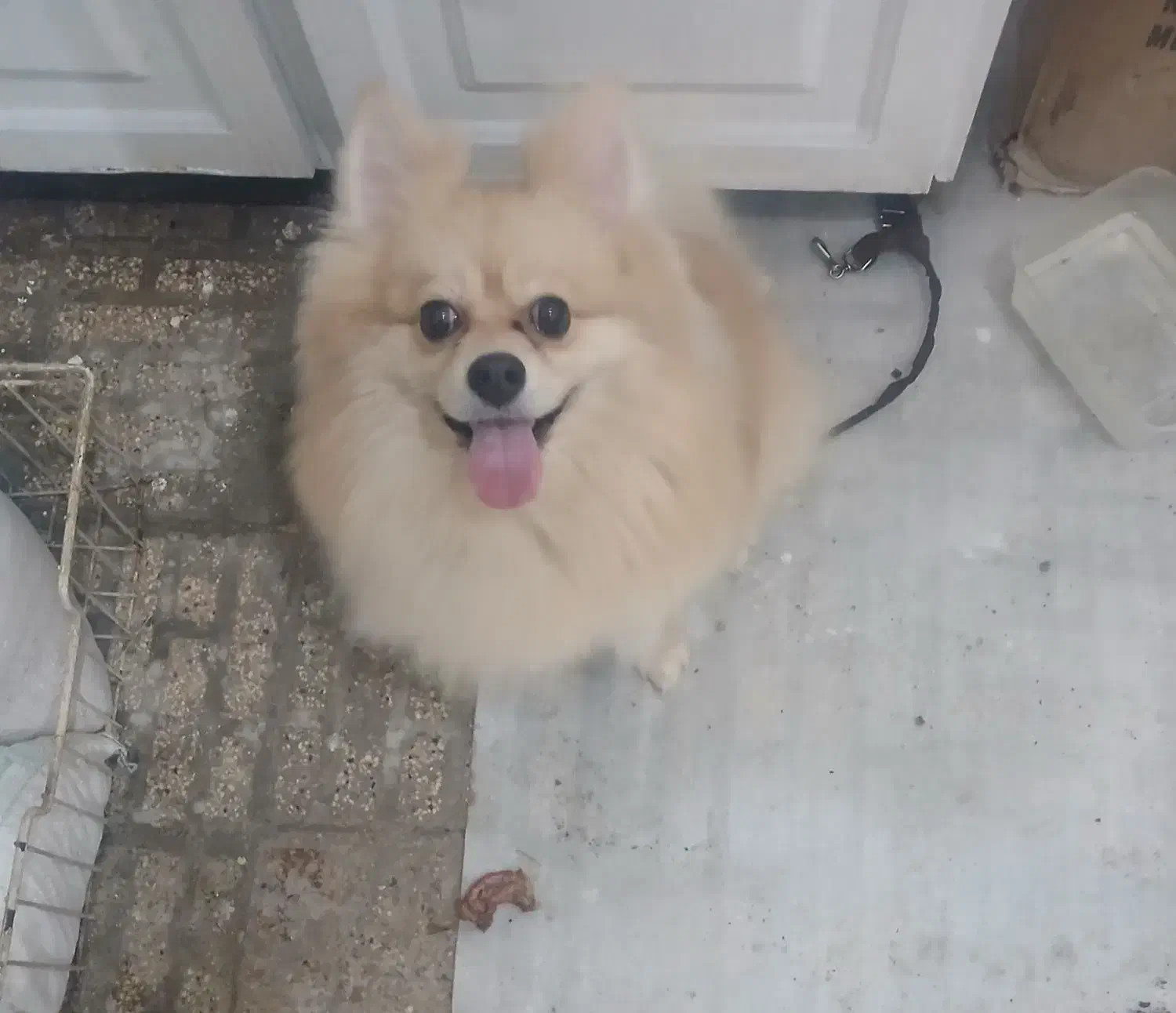 سگ پامرانین|سگ|تهران, جلیلی|دیوار