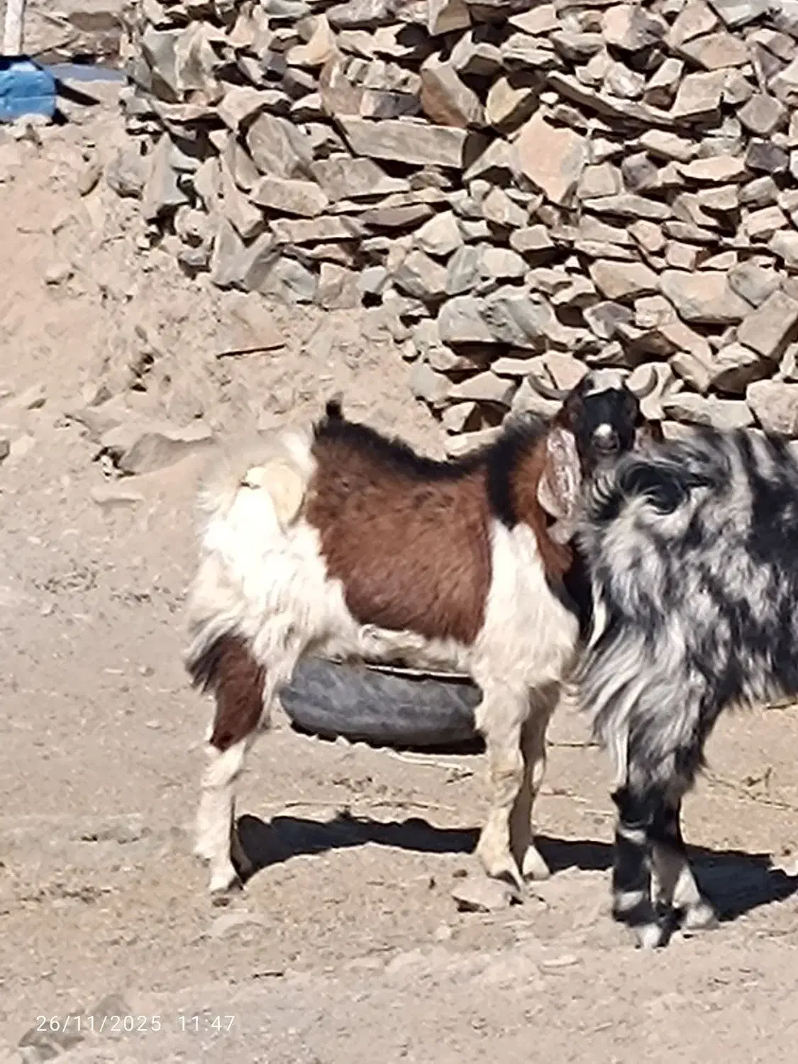 هیکلی|حیوانات مزرعه|سراوان, |دیوار