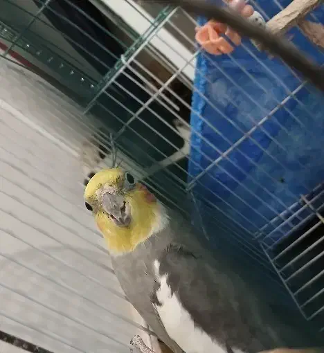 عروس هلندی|پرنده|فومن, |دیوار