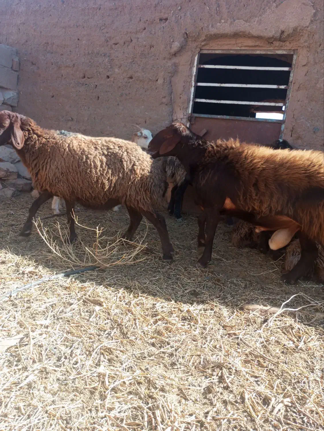 قوچ هترو|حیوانات مزرعه|میان جلگه, |دیوار