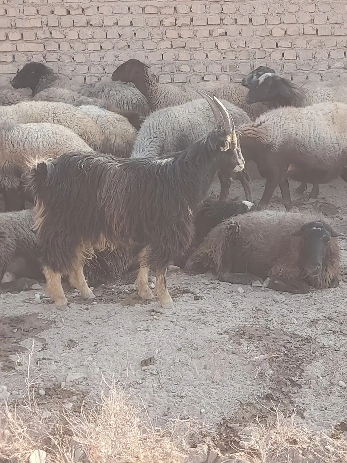 ۱عدد بزغاله نر خلج مناسب داشت کشتار|حیوانات مزرعه|جوادآباد, |دیوار