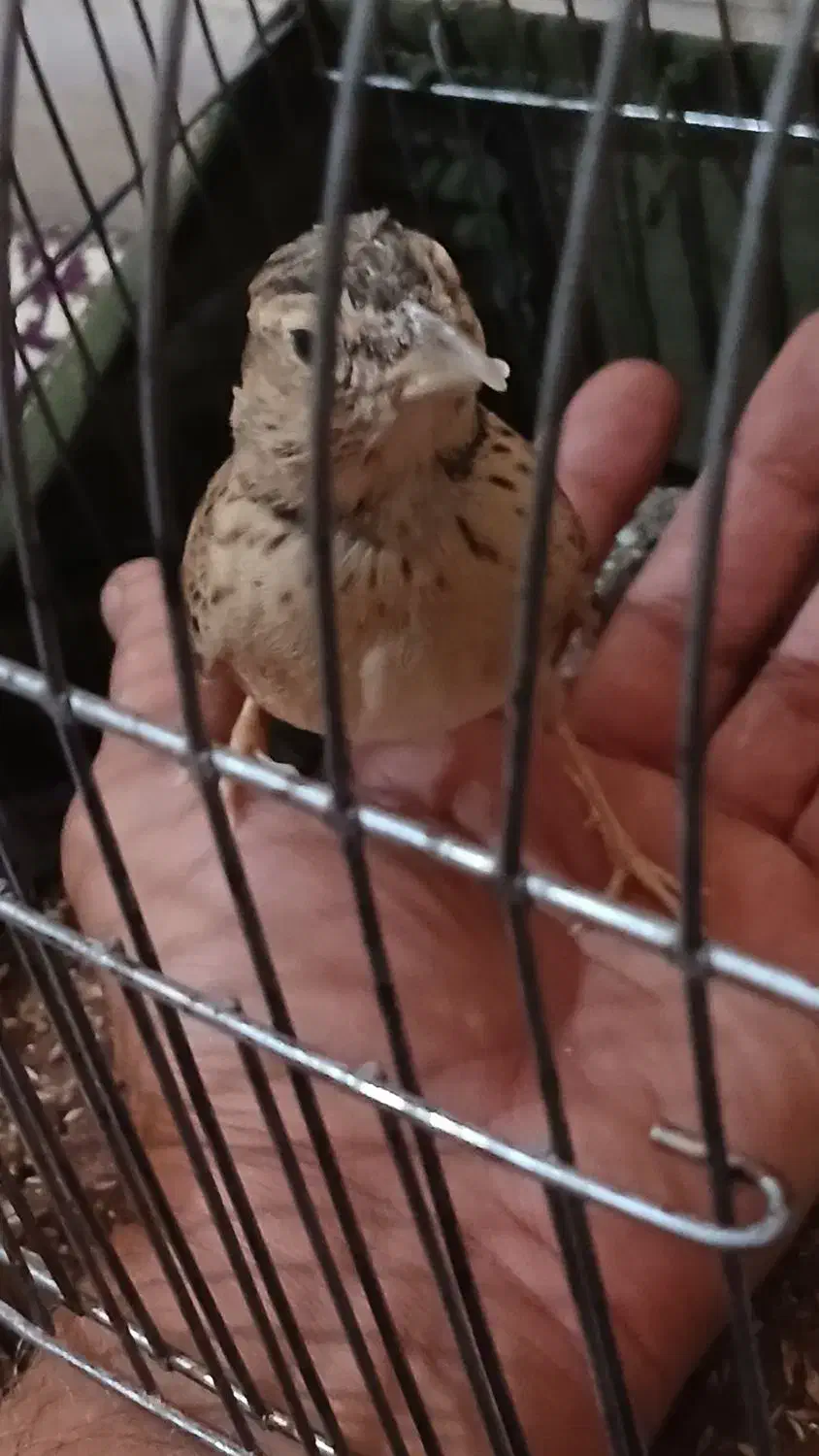 جوجه سهره|پرنده|تهران, اسفندیاری|دیوار