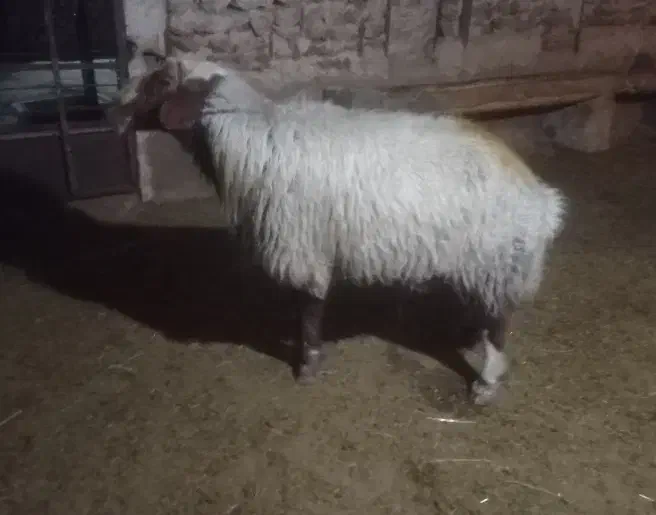 قوچ بختیاری اصیل|حیوانات مزرعه|گوآور, |دیوار