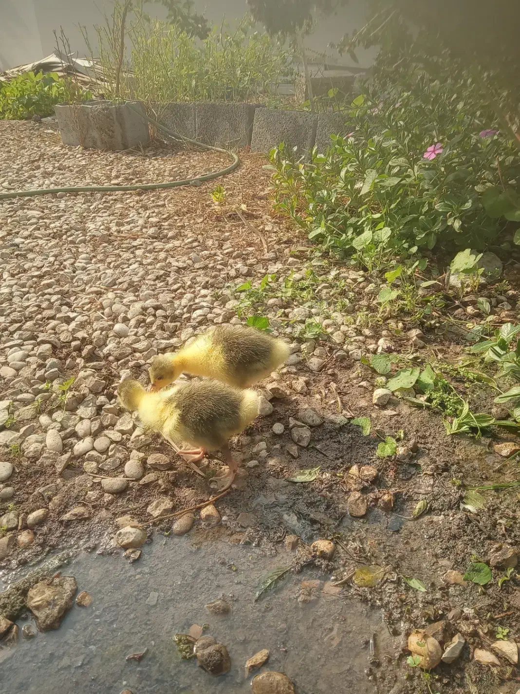 فروش جوجه غاز دونه ای 250|حیوانات مزرعه|آبپخش, |دیوار